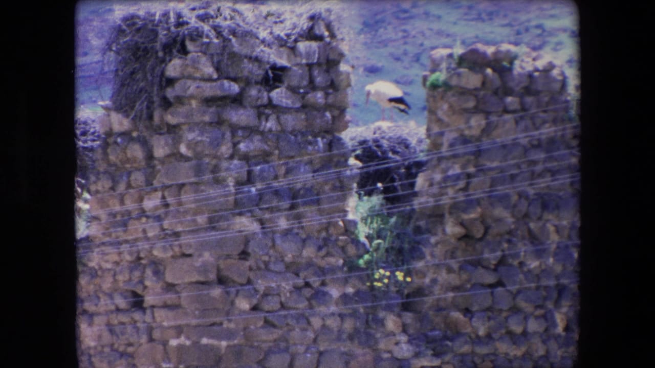 1971 Algeria 8mm frame showing white storks with dark wing feathers standing near large twig nests on weathered stone wall ruins.