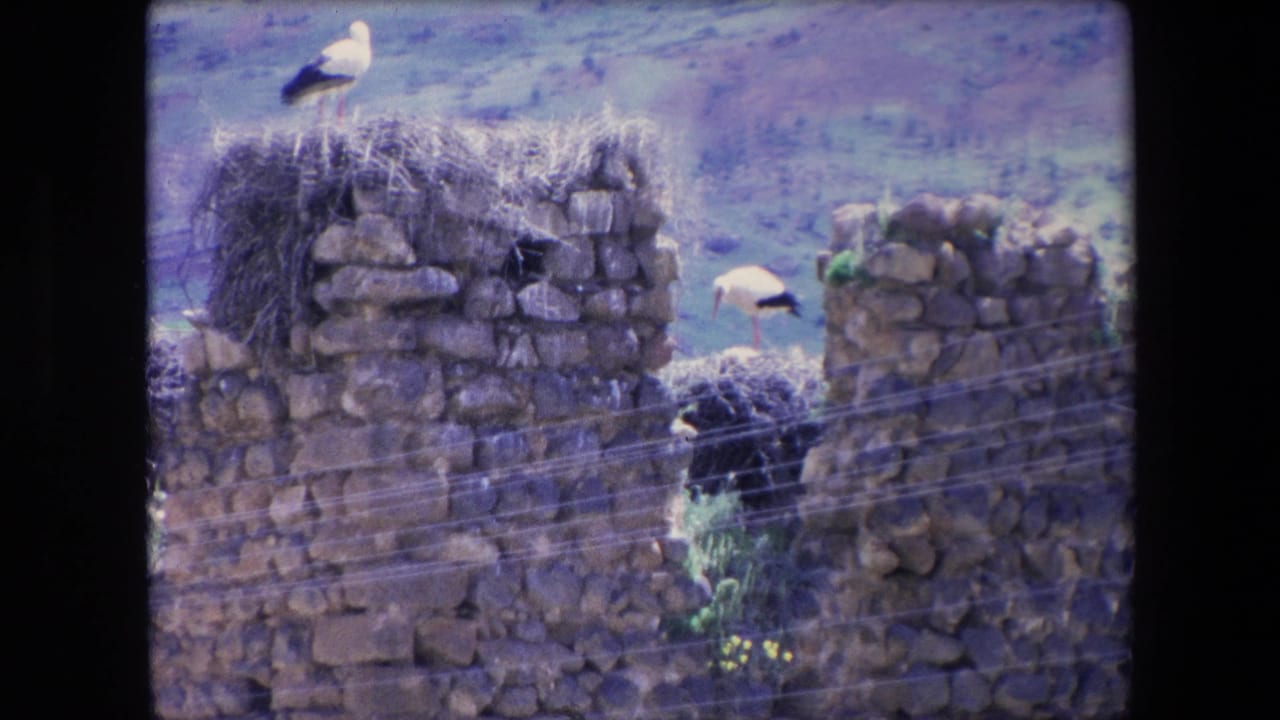 Storks stand on and near twig nests built into old stone wall ruins.