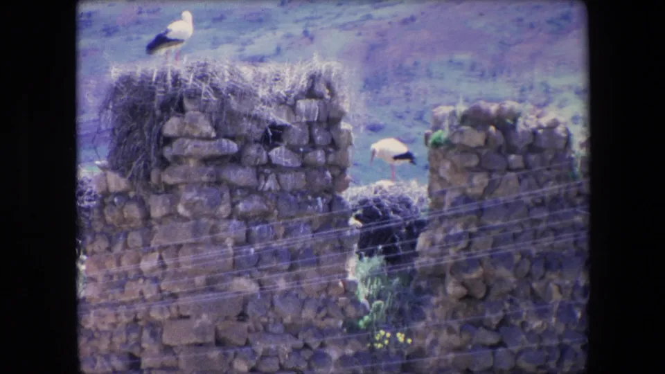 1971 Algeria 8mm frame with several storks around large nests on uneven stone walls, seen from a slightly distant handheld viewpoint.