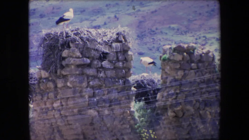 1971 Algeria home-movie frame showing storks positioned on weathered wall tops and nest material, with wires cutting across the lower foreground.