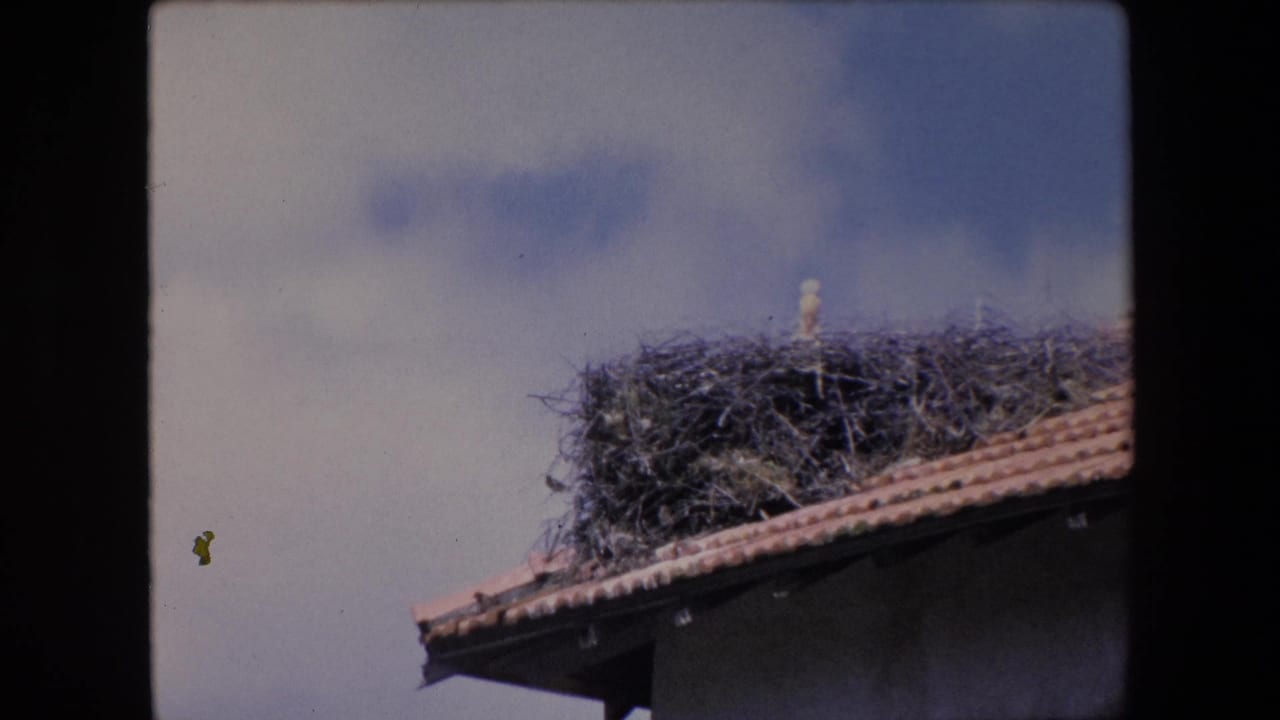 A stork appears on a large stick nest set on a terracotta roof against a cloudy sky in 1971 Algeria home-movie footage.