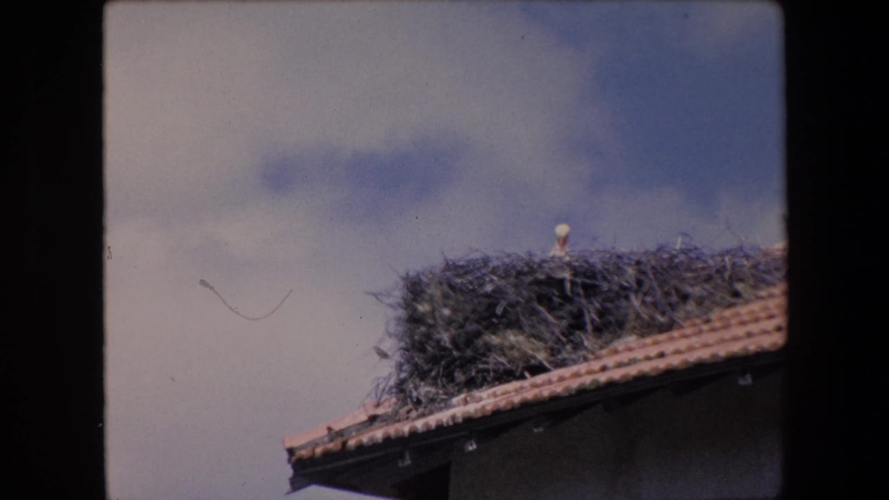 Stork perched on a large rooftop nest beneath a cloudy sky.