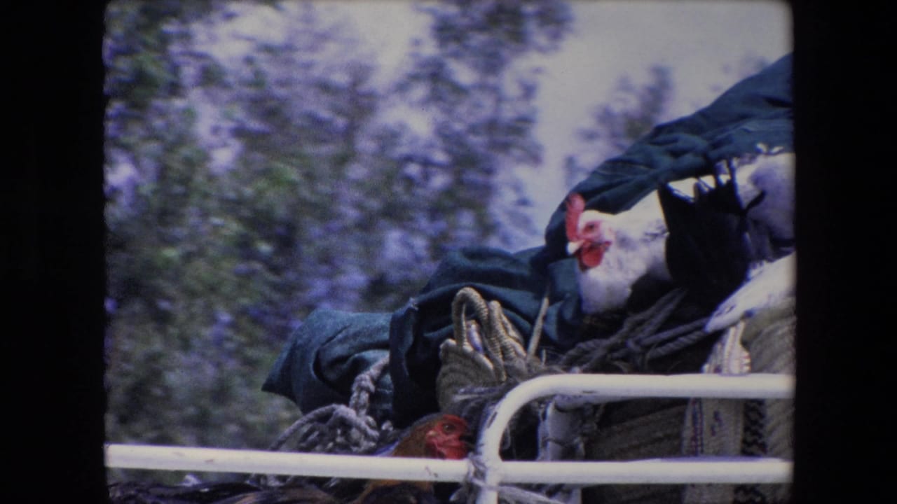 White and dark chickens rest among baskets and ropes on a moving vehicle.