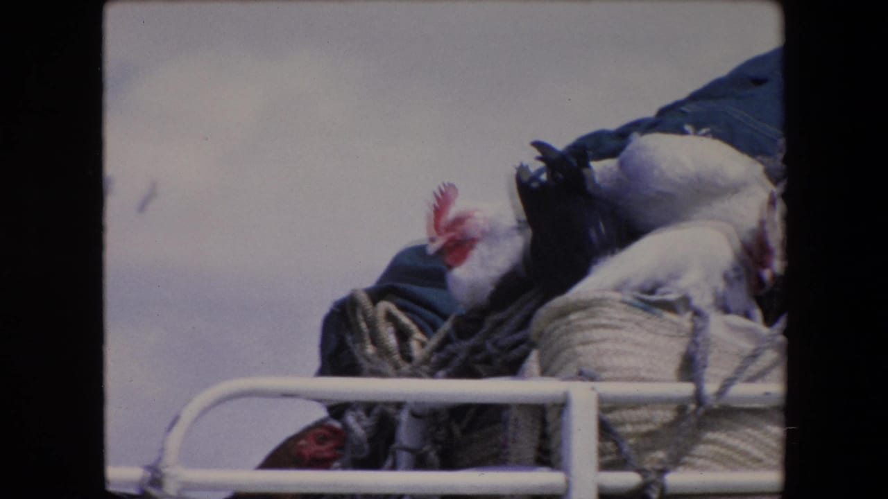 A white chicken stands over baskets and fabric behind a white metal railing.