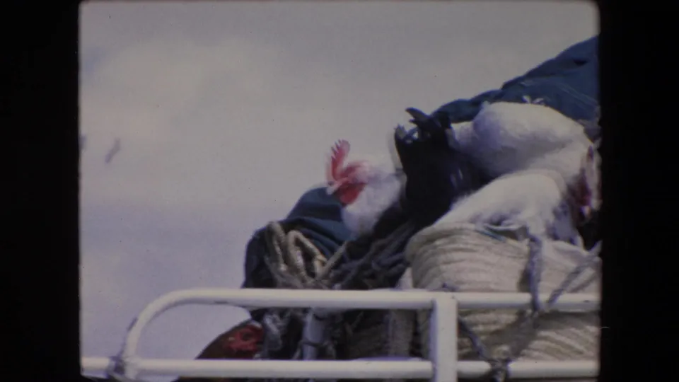 1971 Algeria 8mm frame showing a white chicken above woven baskets and dark fabric, with a white metal railing cutting across the foreground.