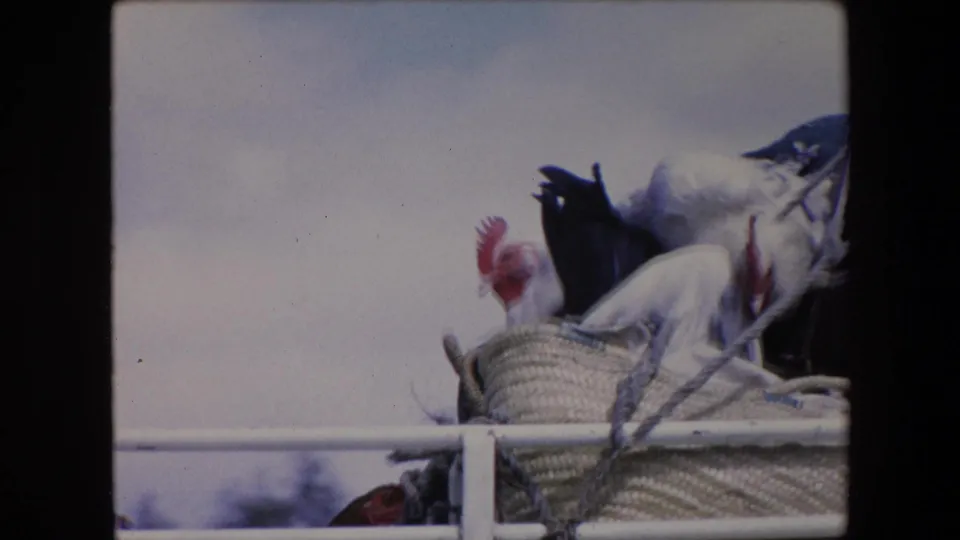1971 Algeria home-movie frame with chickens clustered around woven baskets and rope lashings behind a white vehicle rail against a pale sky.