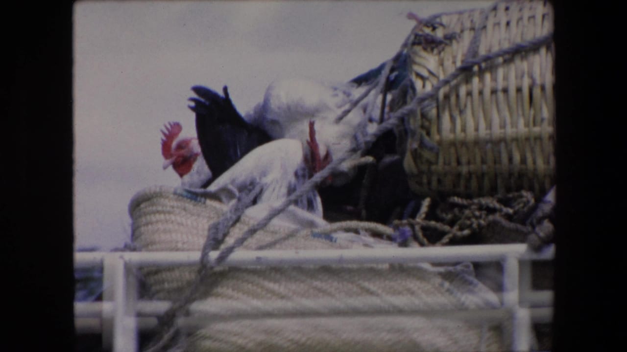 In 1971 Algeria, chickens or roosters sit among woven baskets tied with rope on the roof of a white van in 8mm home-movie footage.