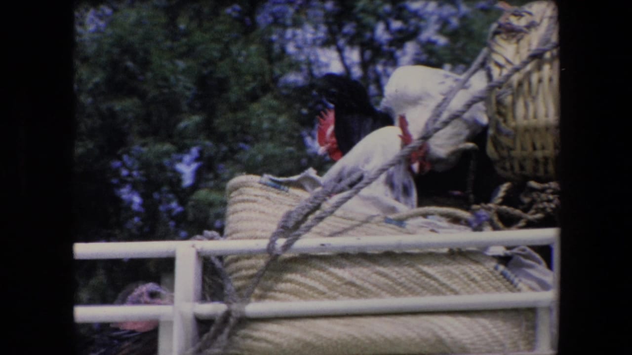 Birds and baskets on a van roof with trees behind them.