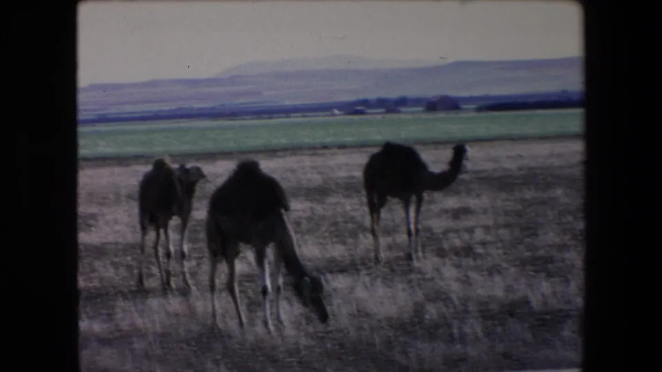 1971 Algeria home-movie frame showing three camels grazing on dry ground, with a strip of green farmland, distant hills, and a pale sky behind them.