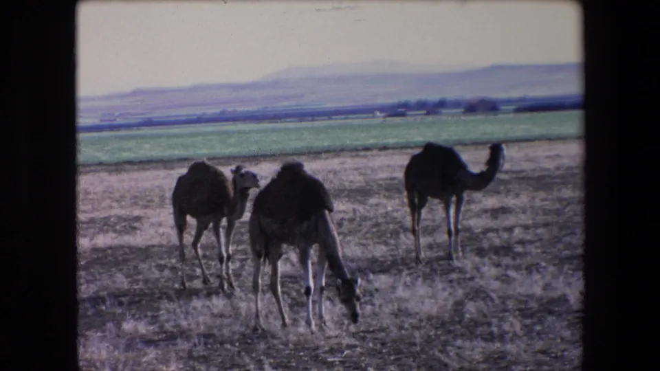 1971 Algeria home-movie frame of three camels spread across a dry open field, with green agricultural land and hazy hills forming the background.