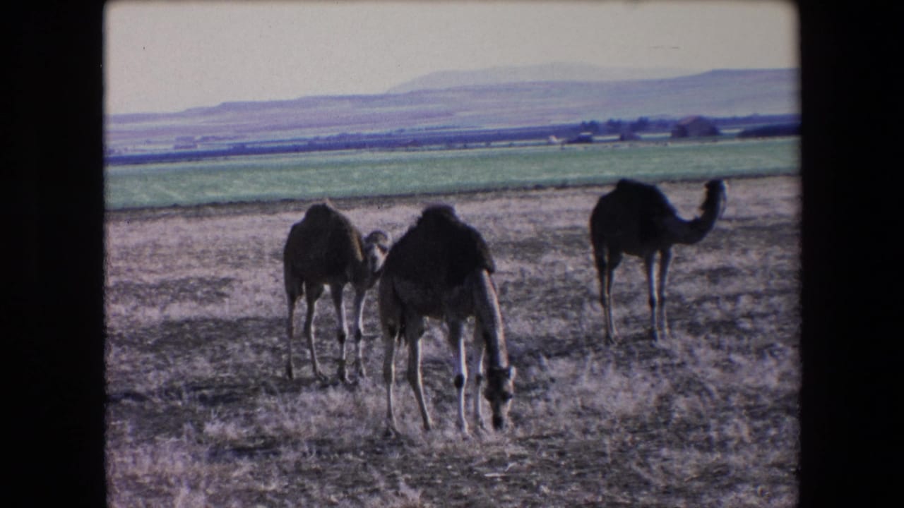 Three dromedary camels graze in a dry rural Algerian field in 1971, with a green cultivated strip and distant mountains behind them.