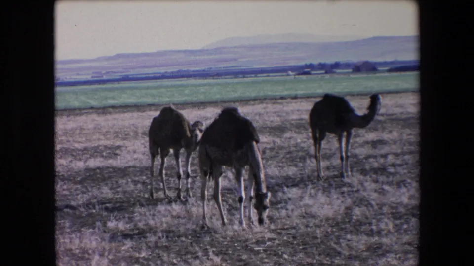 Three dromedary camels graze in a dry rural Algerian field in 1971, with a green cultivated strip and distant mountains behind them.