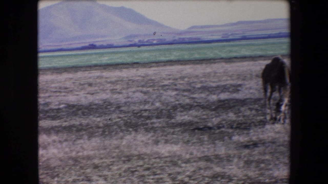 A dromedary camel stands near the right edge of a dry field with mountains in the background.