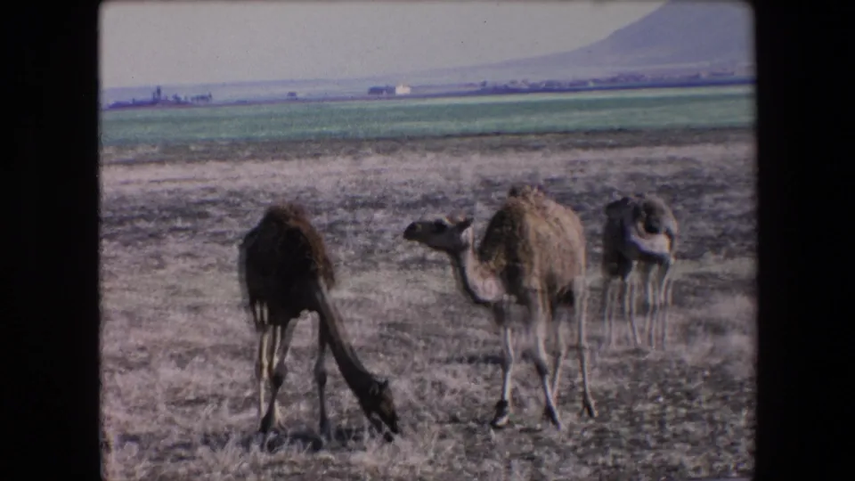 Several dromedary camels graze and stand in a dry Algerian field in 1971, with cultivated land and a low mountain backdrop visible behind them.