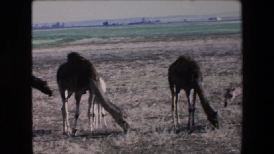 Two dromedary camels graze in a dry field in Algeria in 1971, framed against green cultivated land and a low distant horizon.