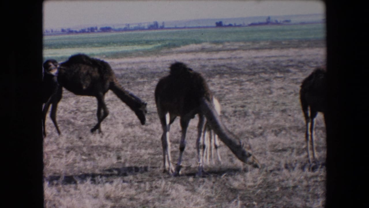 1971 Algeria 8mm frame showing several camels grazing across dry ground with a green agricultural strip and flat horizon behind them.