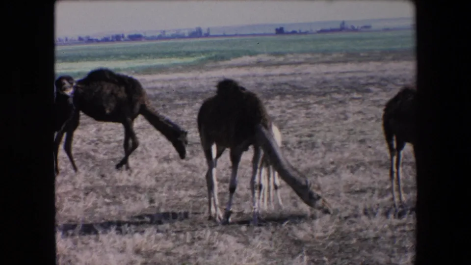1971 Algeria 8mm frame showing several camels grazing across dry ground with a green agricultural strip and flat horizon behind them.