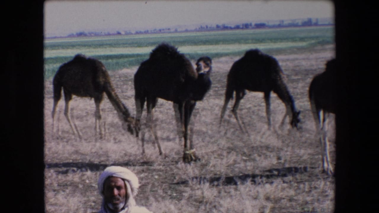 Several camels stand and graze while a man in white head covering appears at the bottom of the frame.