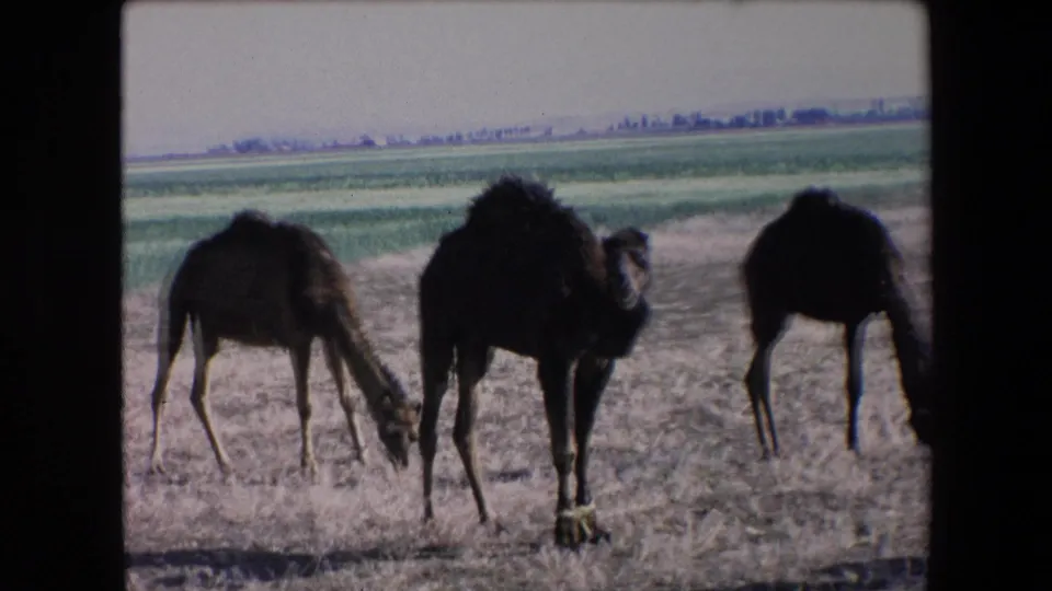 1971 Algeria 8mm frame showing three camels close to the camera, two grazing and one facing forward, with green farmland beyond the dry foreground.
