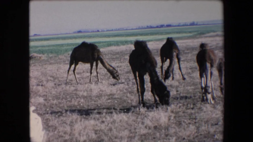 1971 Algeria 8mm frame showing camels spread across a dry grazing area, with a partial white-clad figure at the lower left edge and green fields in the background.