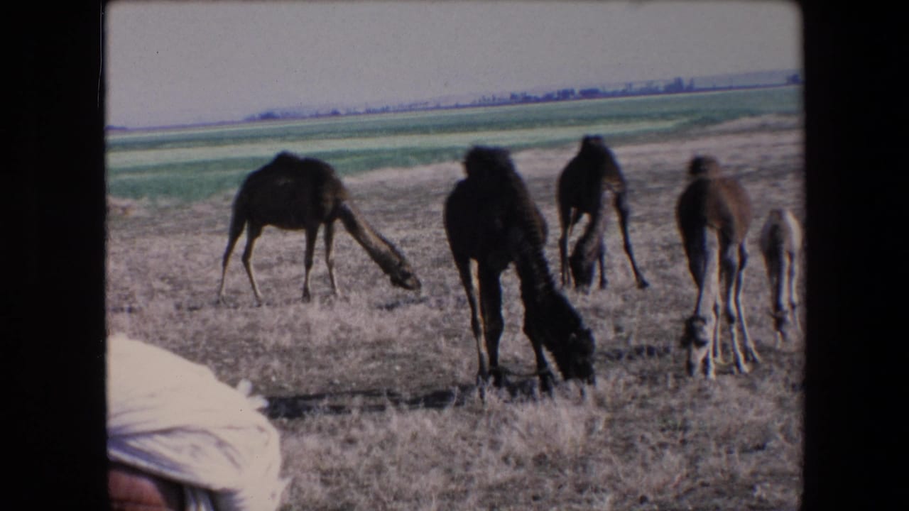 In metadata-supported 1971 Algeria, several camels and a small calf graze across sparse dry grass with green fields and a faint horizon in the distance.