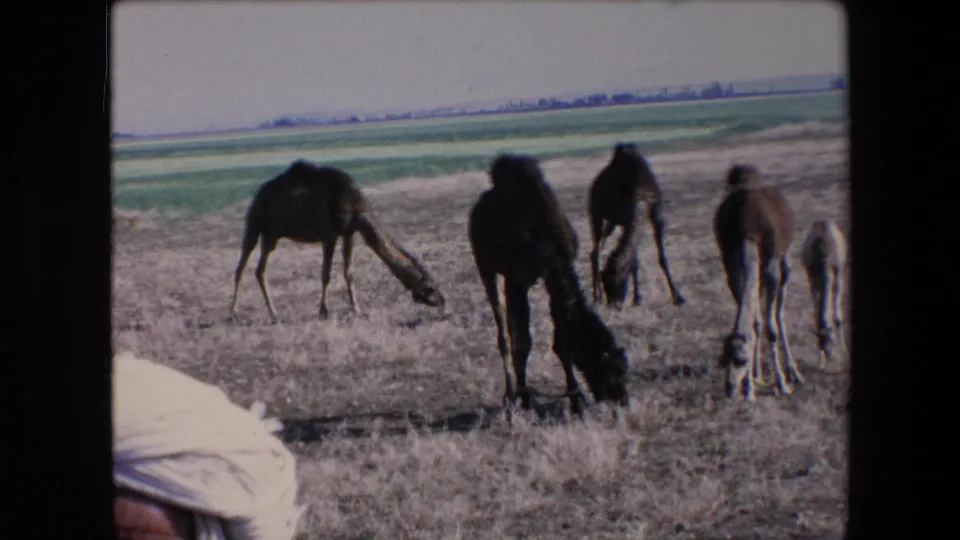 In metadata-supported 1971 Algeria, several camels and a small calf graze across sparse dry grass with green fields and a faint horizon in the distance.