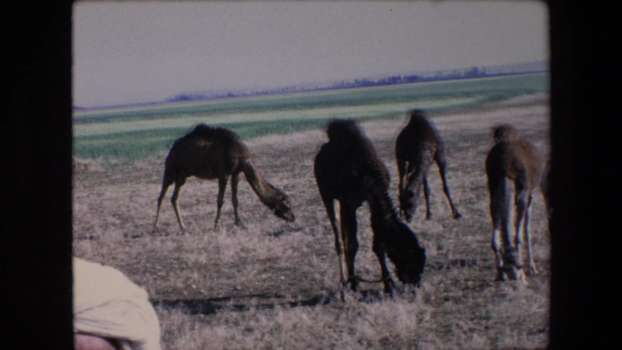 A small herd of camels grazes and stands on a flat Algerian landscape, with one partial white-covered head visible at the lower left edge of the frame.