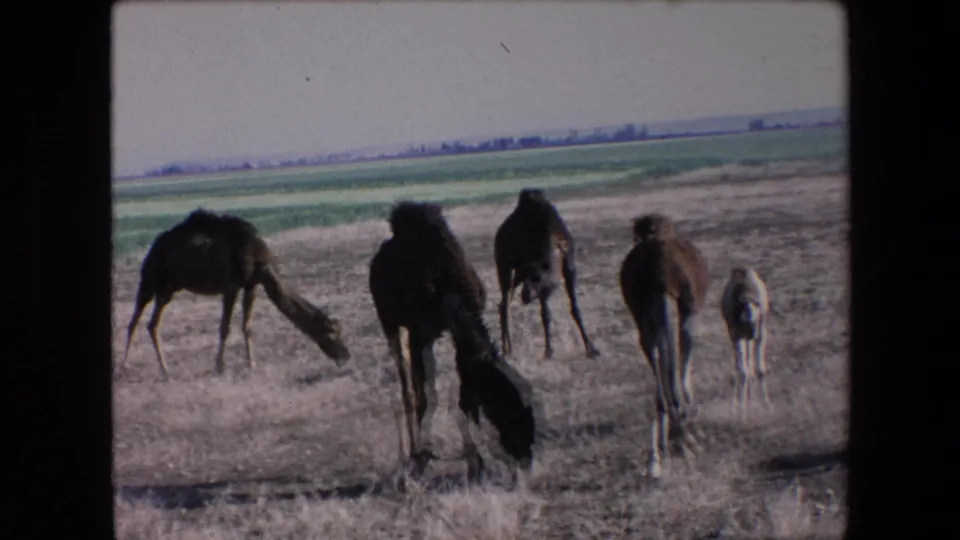 Camels and a small calf are seen from a handheld 8mm perspective on a dry, flat Algerian plain, with green fields stretching across the background.