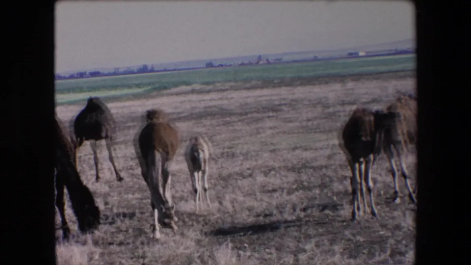 At the end of the clip, camels are spaced across a dry Algerian landscape while a small pale calf stands near the center and distant fields line the horizon.