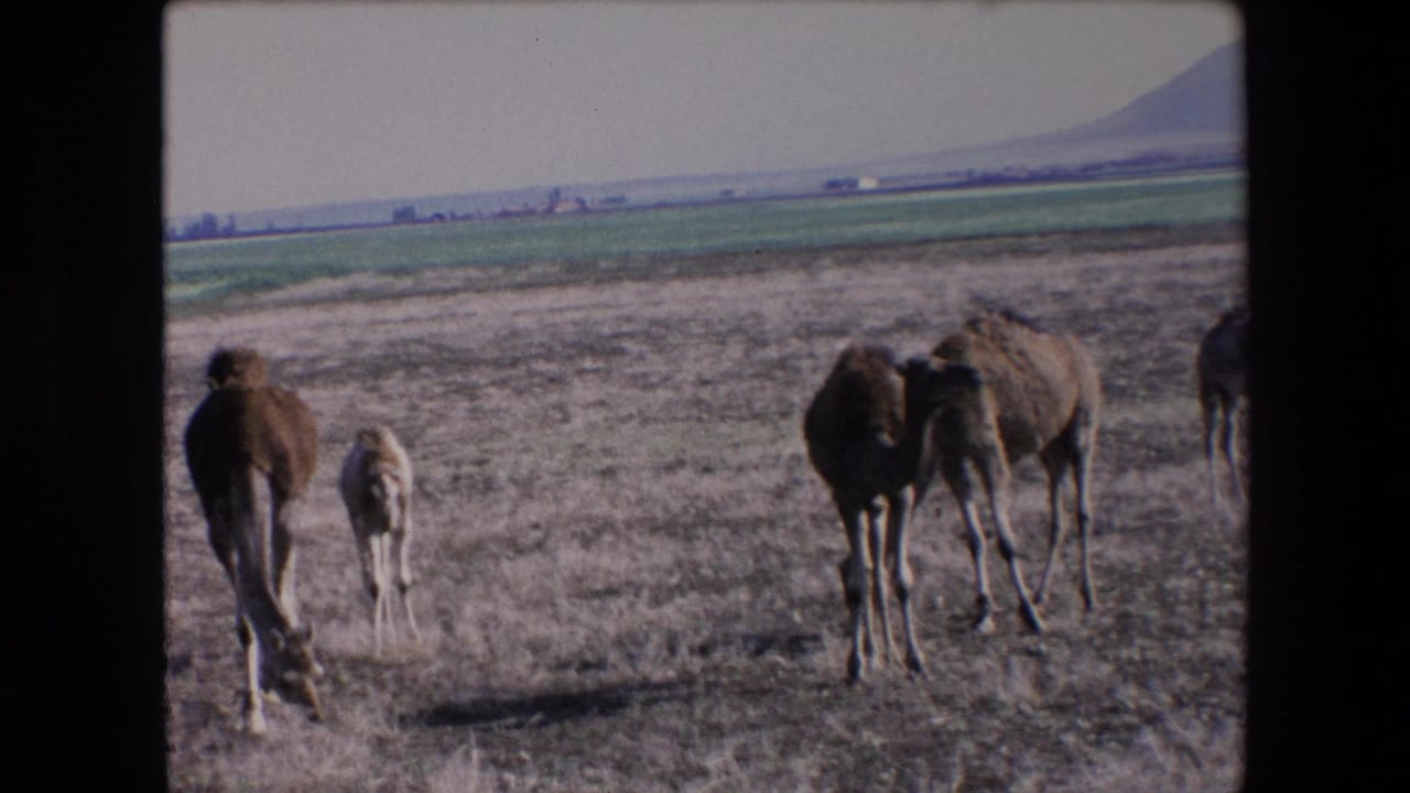1971 Algeria 8mm frame showing camels and a young calf moving through a dry field with green farmland and a mountain in the distance.