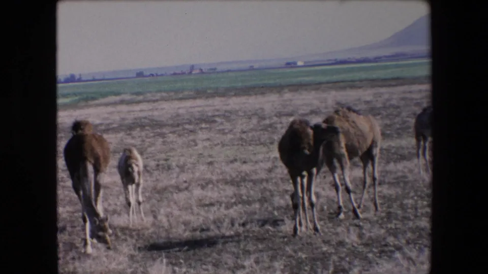 1971 Algeria 8mm frame showing camels and a young calf moving through a dry field with green farmland and a mountain in the distance.