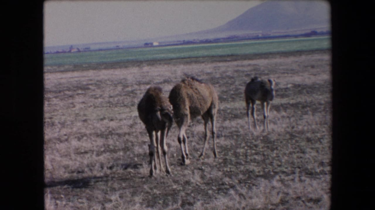 1971 Algeria 8mm frame of camels grazing in a dry open area, with a green field band and mountain slope in the background.