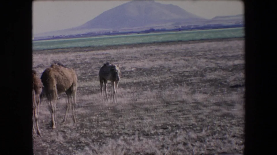 1971 Algeria 8mm frame showing camels partly near the frame edge and another camel grazing in a dry field below a broad mountain backdrop.