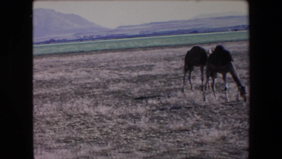 1971 Algeria 8mm frame showing two camels grazing close together in a dry open field, with cultivated land and low mountains in the distance.