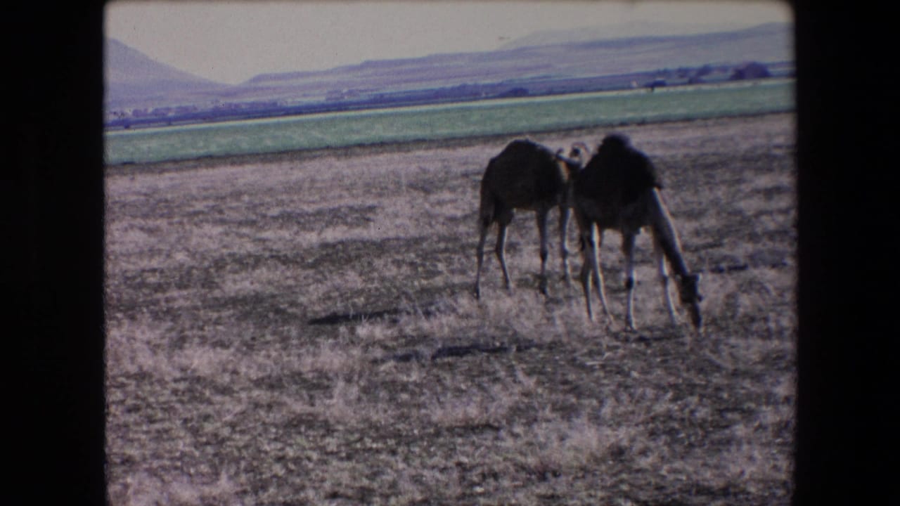 1971 Algeria home-movie frame showing several camels grazing in a dry open field, with cultivated green land and low hills in the distance.
