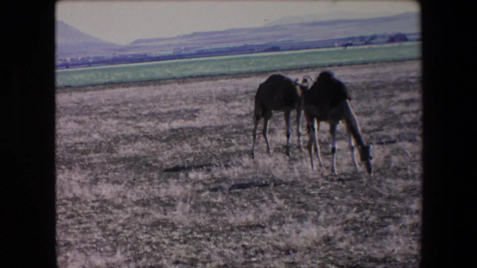 1971 Algeria home-movie frame showing several camels grazing in a dry open field, with cultivated green land and low hills in the distance.