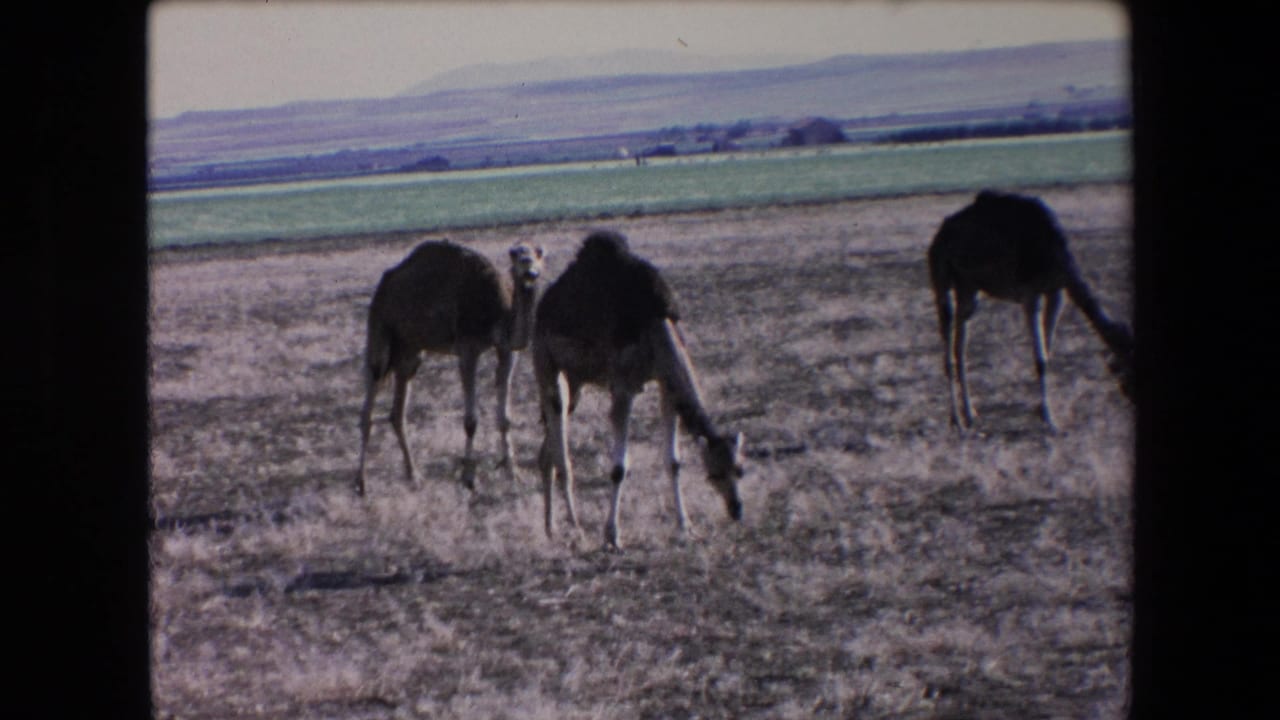 Three camels stand and graze in open dry ground with fields in the background.