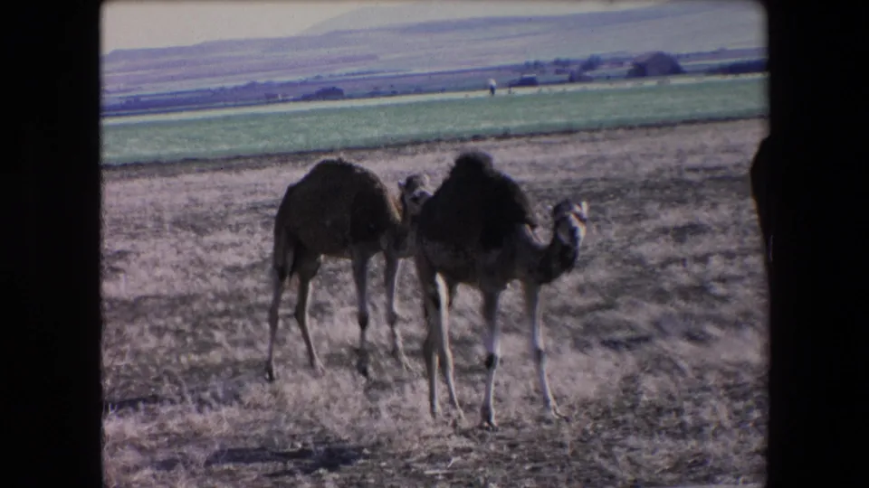 1971 Algeria frame showing two camels close to the camera in a dry field, with one camel turned partly toward the lens and farmland behind.