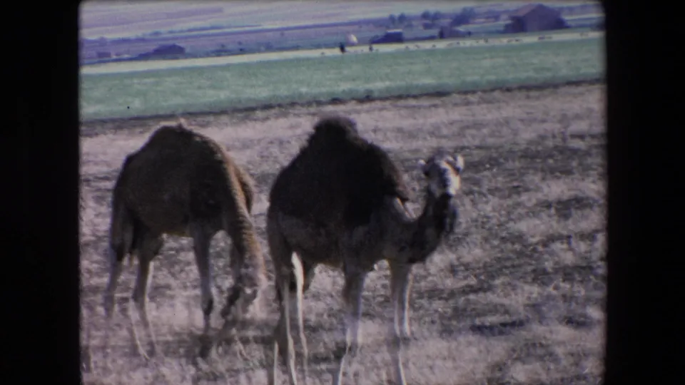 1971 Algeria home-movie frame of two camels side by side in a dry grazing area, with green fields and low hills visible beyond them.