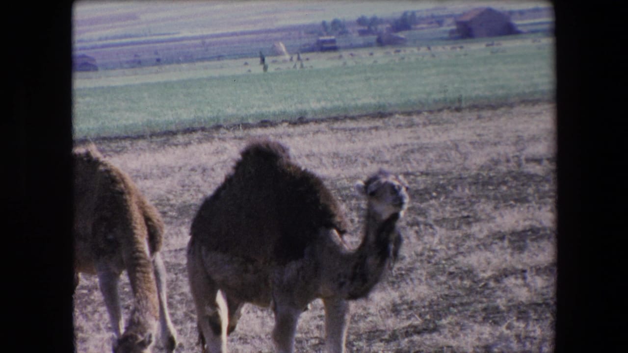 1971 Algeria 8mm frame showing a dromedary camel in a dry grazing area, with green fields and distant rural structures in the background.