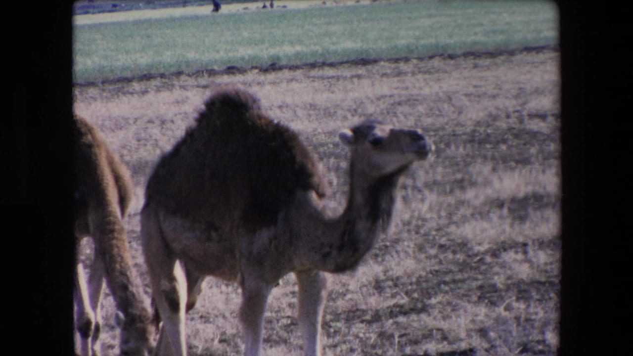 1971 Algeria 8mm frame with a one-humped camel standing in an arid pasture, a second camel partly visible at left, and farmland in the distance.