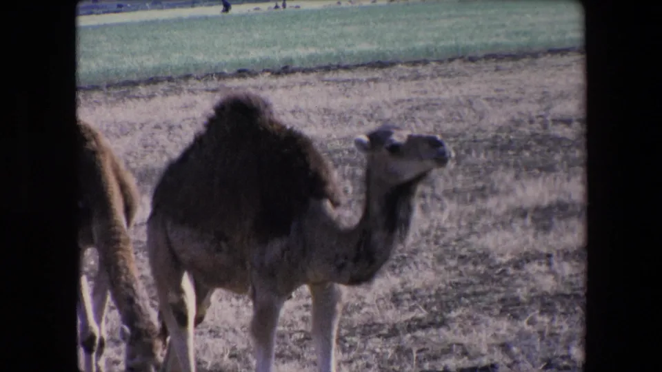 1971 Algeria 8mm frame with a one-humped camel standing in an arid pasture, a second camel partly visible at left, and farmland in the distance.