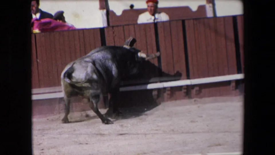 A gray bull is shown low against the wooden bullring barrier in the sandy arena, with spectators and shadows visible above the fence in the 1971 Barcelona home-movie footage.