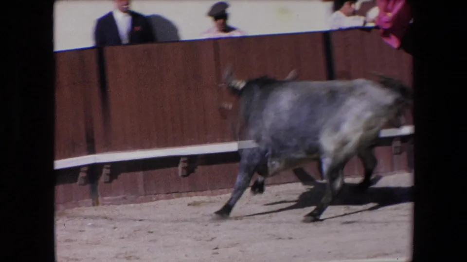 The gray bull runs along the wooden barrier inside the Barcelona bullring, captured in a soft, sunlit 1971 8mm frame with spectators above the fence.