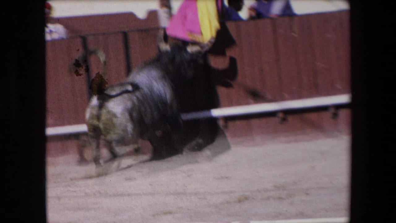 In 1971 Barcelona 8mm footage, a dark bull moves along the edge of a sandy arena near wooden boards, with partial spectators visible above the barrier.