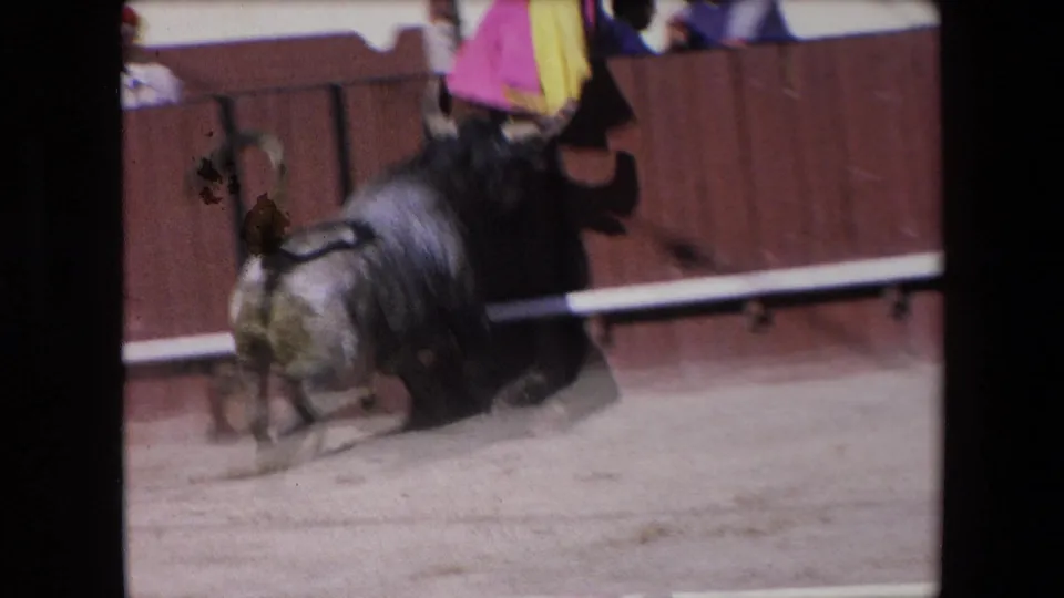 In 1971 Barcelona 8mm footage, a dark bull moves along the edge of a sandy arena near wooden boards, with partial spectators visible above the barrier.