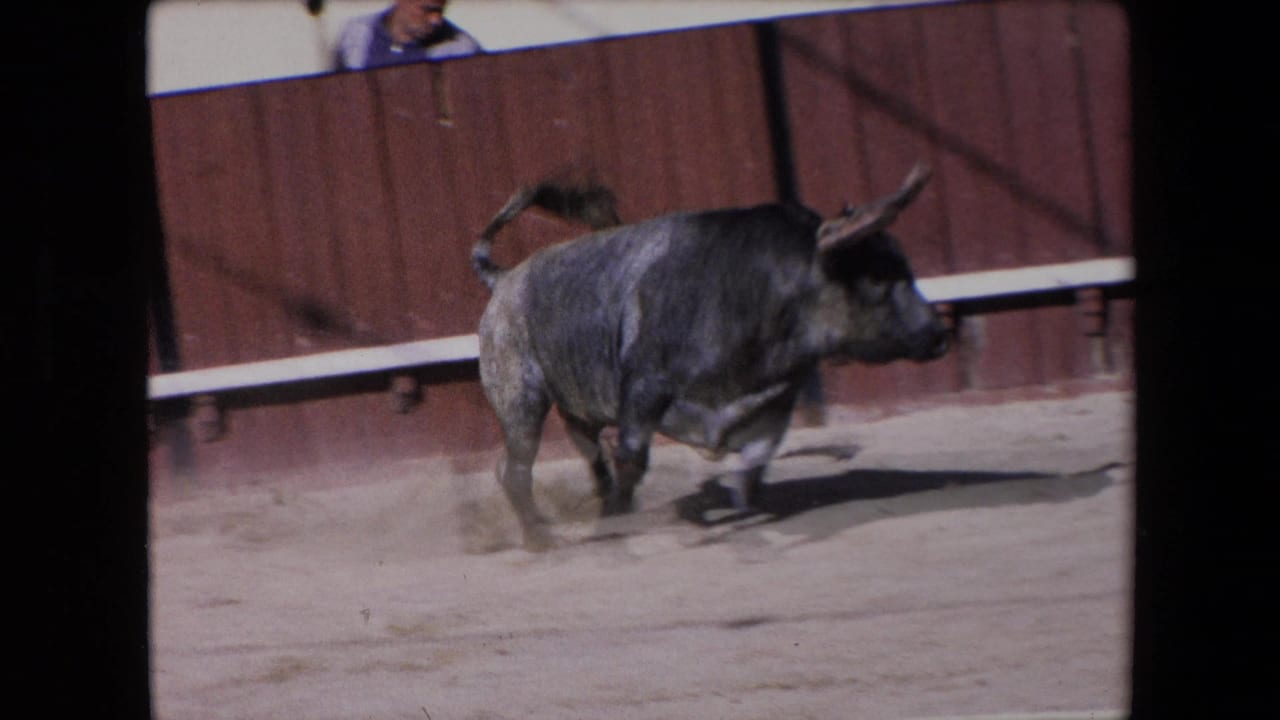 Dark horned bull running across a sandy arena in front of wooden boards.