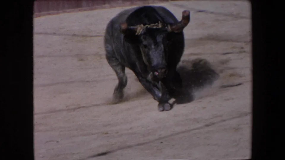 The bull turns or charges toward the camera in the 1971 Barcelona arena footage, with dust visible around its legs and the wooden barrier behind.