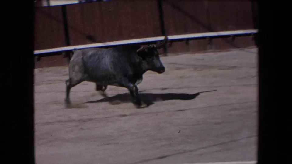 The bull moves along the reddish arena barrier in the 1971 Barcelona 8mm footage, with its shadow stretched across the sand and the home-movie frame edge visible.