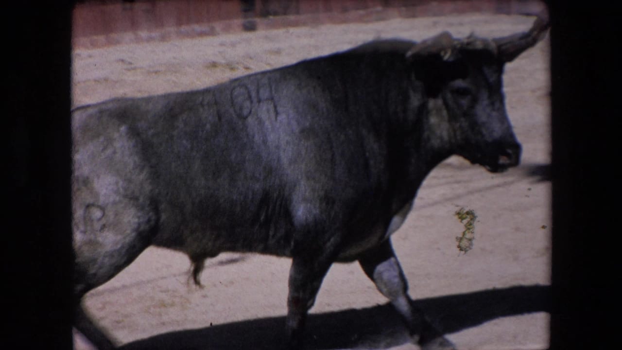 A black bull with visible horns stands or moves in a sunlit sandy arena in footage identified as Barcelona, Spain, 1971.